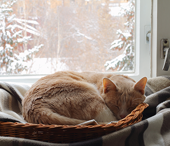 Chat hiver